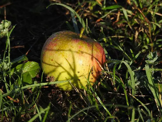 Proč nezamykají zadní dveře Superb 1? Návod na opravu zamykání!